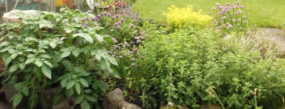 to the left growbags with burgeoning potatoes. To the right a herb bed with chives (left Front) oregano (centre), Sage (left back) and thyme (right back)