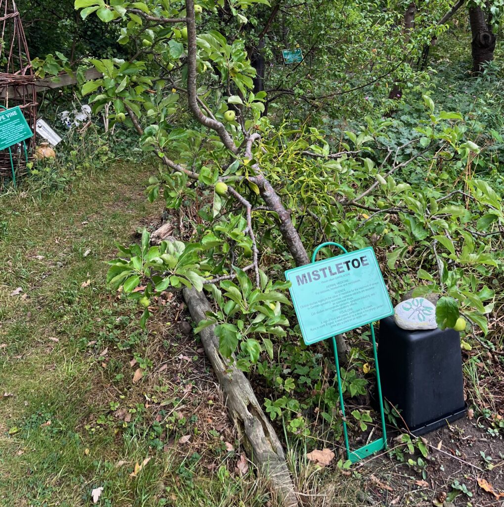 an apple tree, with a lot of green aples ripening. In the centre a flourishing crop of mistletoe has been grafted onto the trunk of the tree and is flourishing.